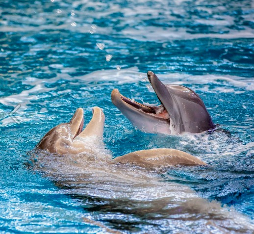 El delfín Apollo se adapta a su nuevo hogar en Clearwater Marine Aquarium