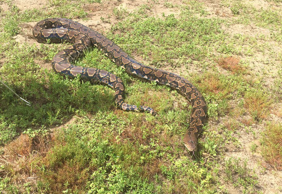 Hoy se celebra el Día Mundial de la Serpiente: conoce a Ginormica, la enorme pitón de Florida