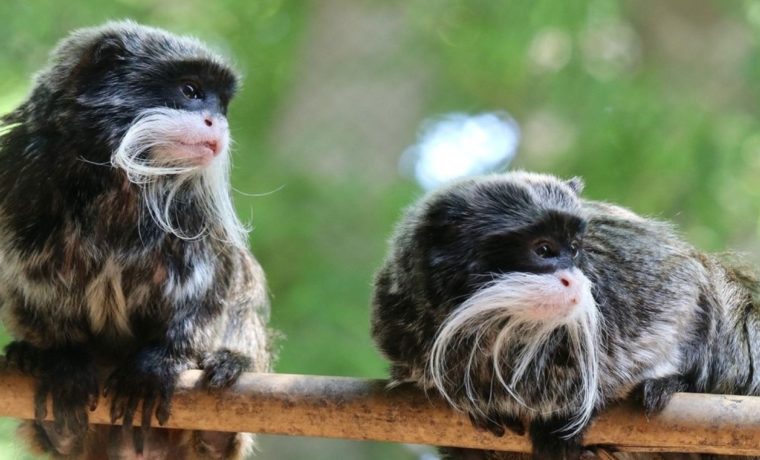 Zoo de Dallas recuperó a los monos secuestrados en extrañas circunstancias