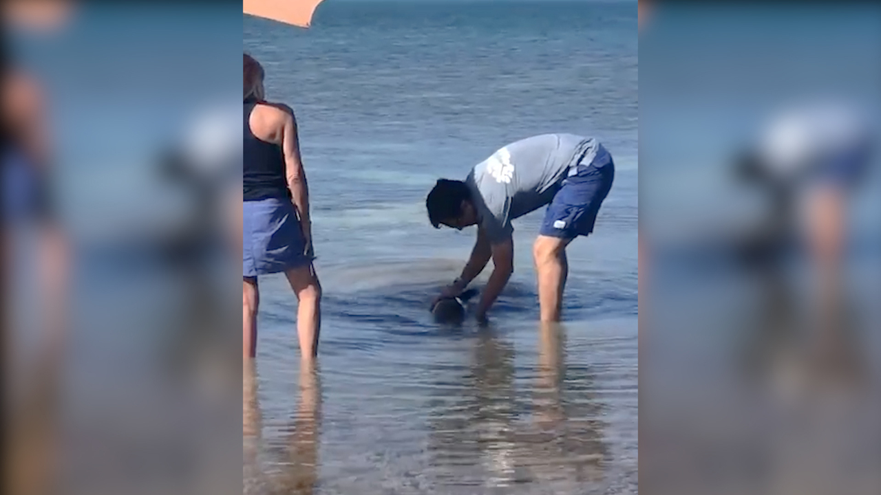 Residentes de los Cayos de Florida rescataron a bebé delfín (Video)