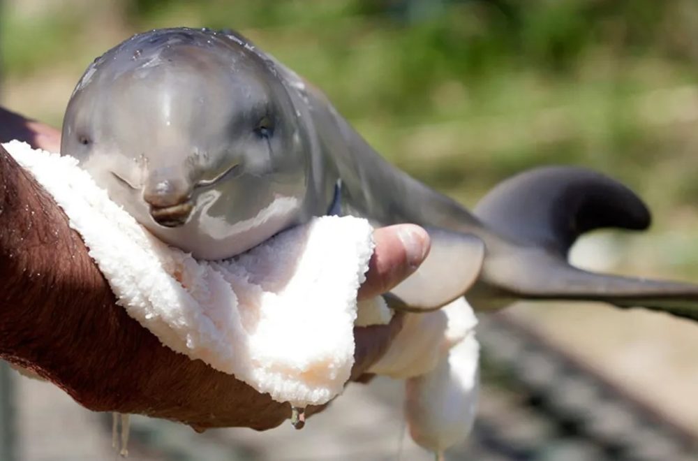 Oficial rescata a bebé delfín en Clearwater: nadaba en círculos y luchaba por respirar