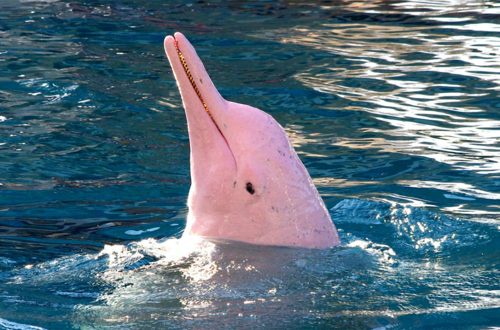 La sorprendente relación entre los delfines rosados y los flamencos