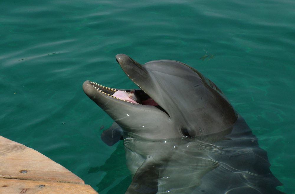 “Li’i casi muere”: Exveterinaria de Miami Seaquarium expone cruel realidad de los delfines