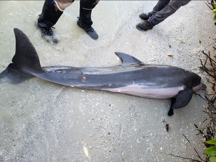 Encontraron manguera de 24 pulgadas en estomago de delfín en Florida