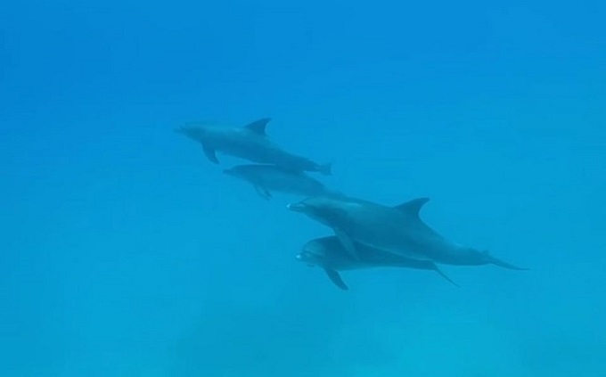 Delfines mulares fueron captados durmiendo en el mar de Egipto
