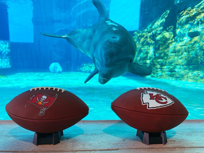 ¿Quién ganará el Super Bowl? El delfín Nicholas en Florida ya tiene su favorito (Video)