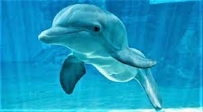 Delfín que fue estrella de cine lucha por su vida en acuario de Florida