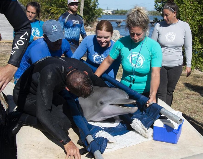 ¡Sorprendente! Delfín  se recuperó en siete semana en centro de investigación de Florida