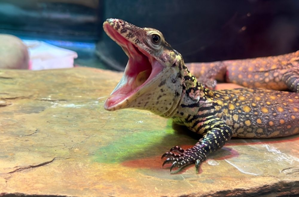 ¿Drakarys? Zoo Tampa presenta a 6 dragones de komodo recién nacidos (FOTOS)
