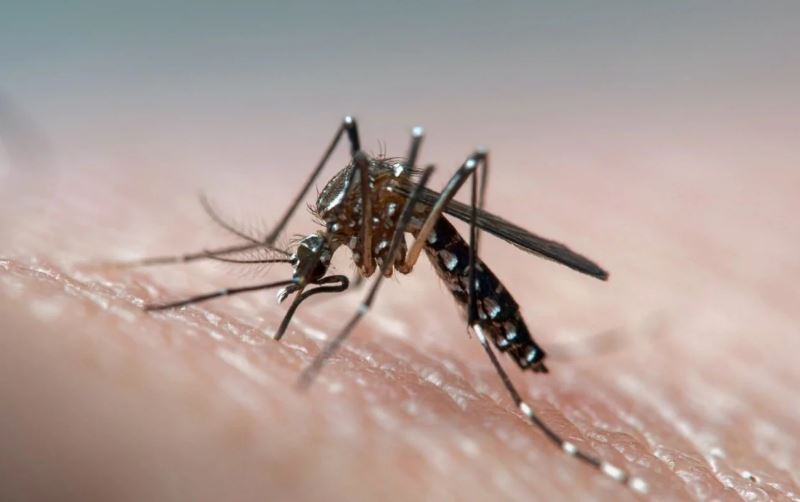 Muere una mujer luego de contraer un raro virus transmitido por mosquitos en Massachusetts