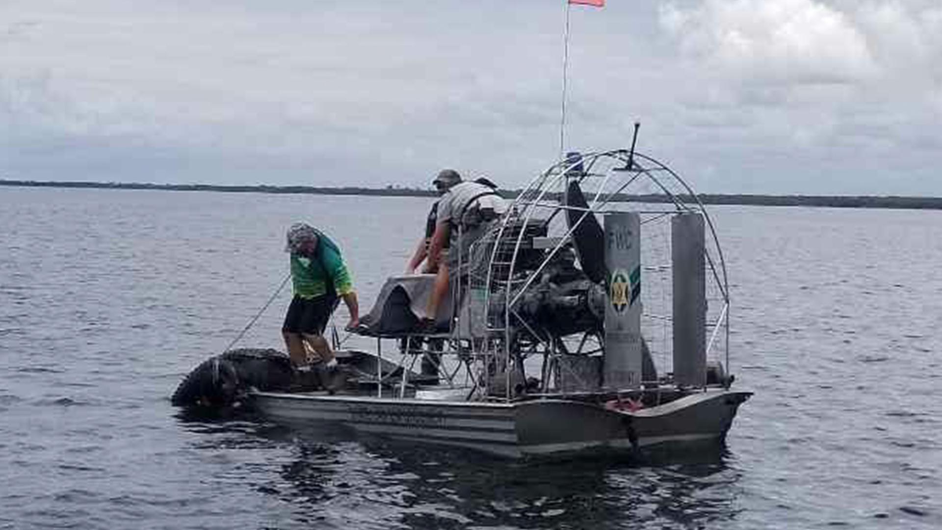 Cocodrilo fue capturado tras a perseguir a dos nadadores en Florida