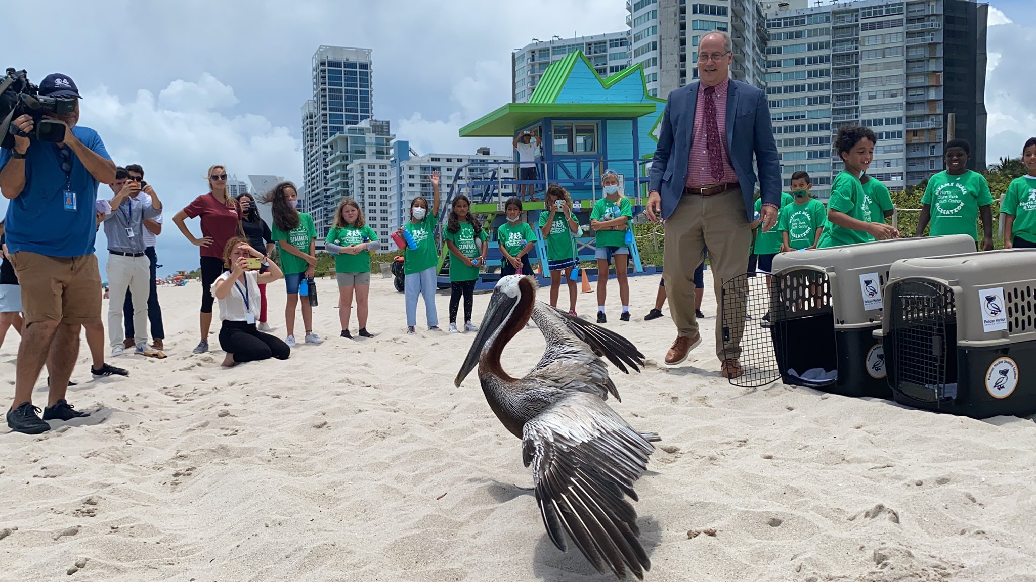 Dos pelícanos rehabilitados fueron liberados de nuevo a la naturaleza en Miami Beach