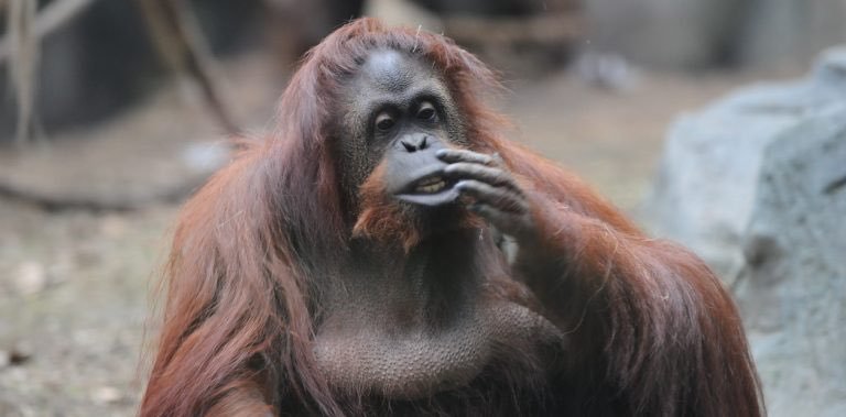 Este jueves inicia la primera parte del traslado de orangutana Sandra de Buenos Aires a Florida