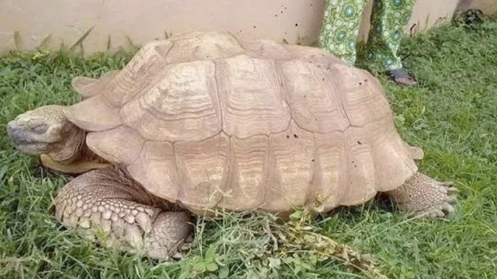 ¡Increíble! Murió la tortuga más antigua de África: Alagba, con 344 años en Nigeria