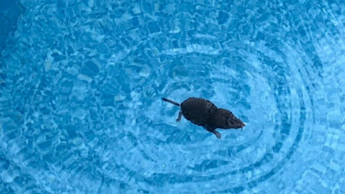 ¿Peste bubónica a la vista? Ratas invaden piscinas en Nueva York (Video)