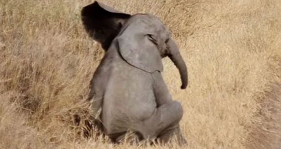 Bebé elefante impacta las redes tras hacerle berrinche a su mamá (Video)