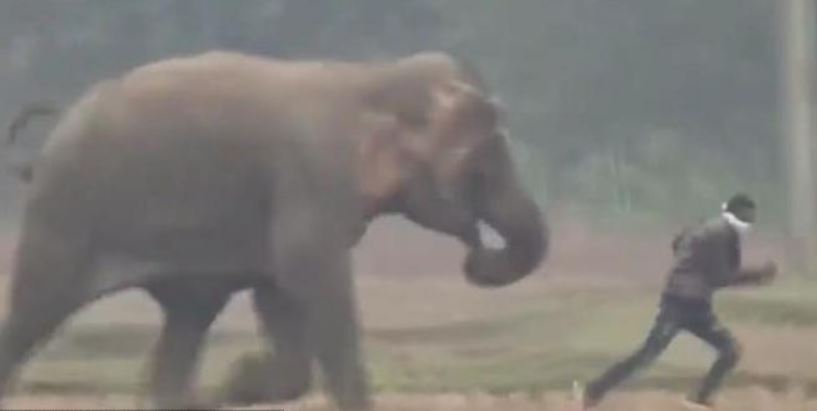 Elefante casi aplasta a turista que se acercó para tomarse una selfie (Video)