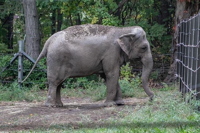 Tribunal rechazó solicitud de liberar elefante del zoológico de Nueva York