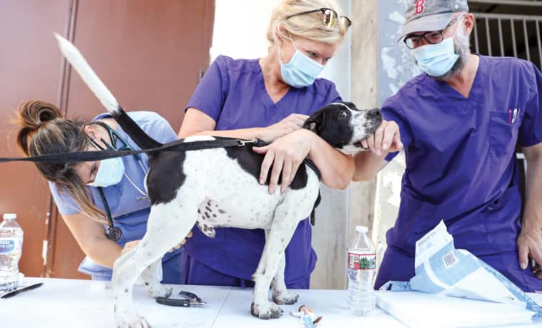 Veterinarios de ElleVet atenderán a mascotas necesitadas de Orlando en jornada especial