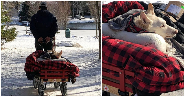 Un hombre que lleva a a pasear a su perrita en un carrito se hace viral