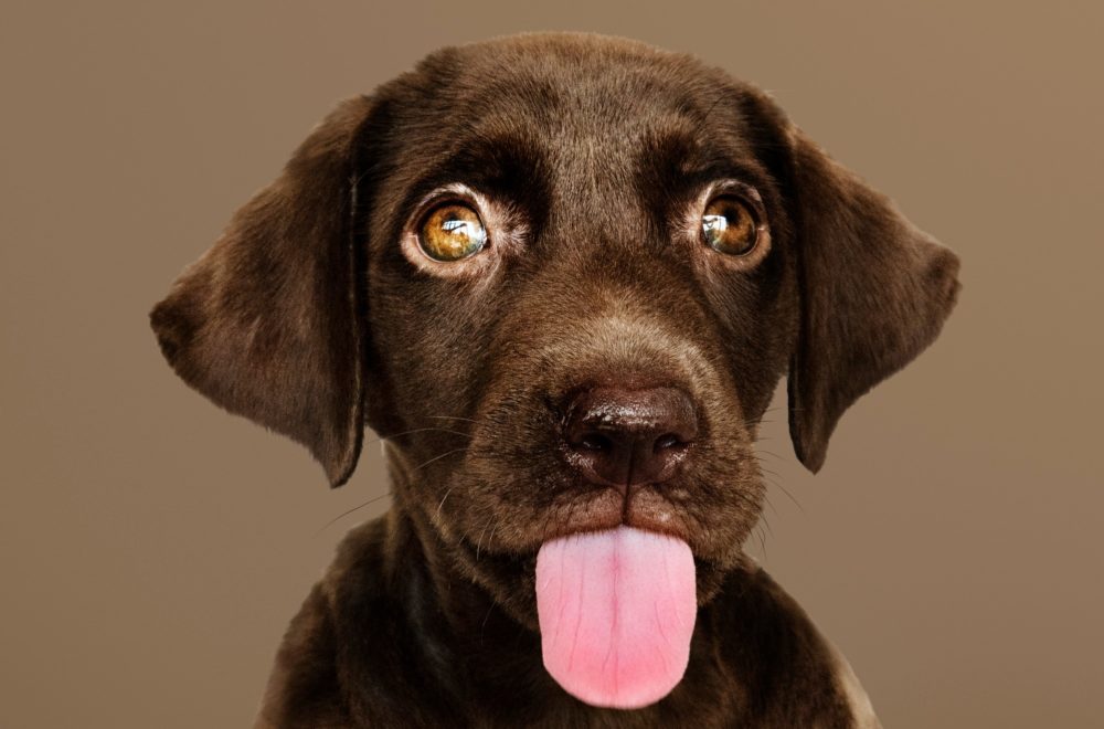 ¿Cómo afecta el estrés humano en el comportamiento de los perros?