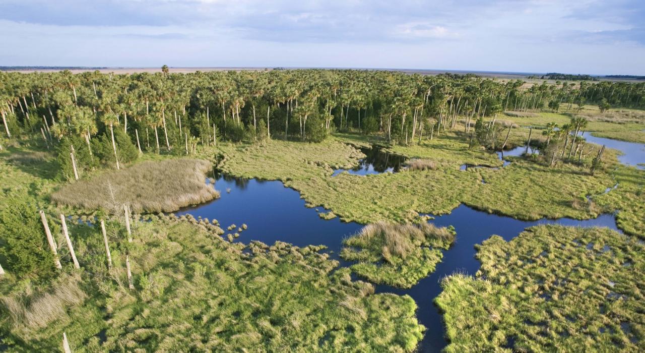 Gobierno de EEUU restaurará los Everglades en Florida - Miami Diario