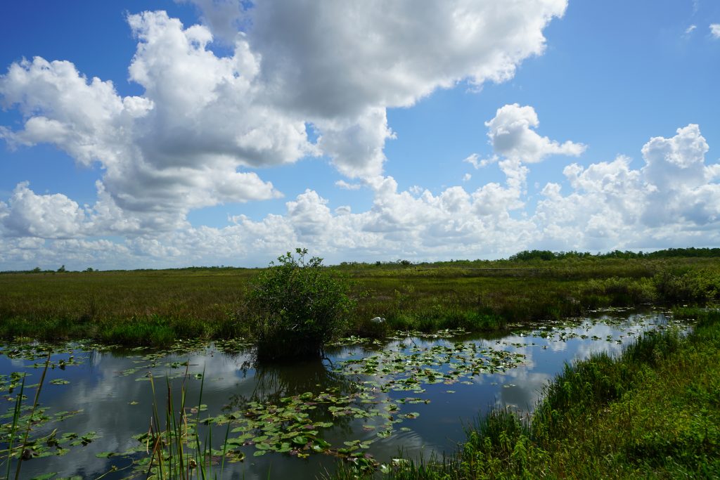 El Distrito de Gestión del Agua respalda el acuerdo para comprar 20.000 acres de los Everglades