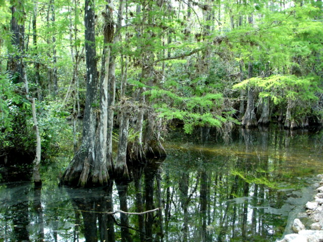 ¿Explotación petrolera en Florida? El estado adquirirá tierras de los Everglades para protegerlas