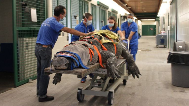 Atienden a cocodrilo en el Hospital Veterinario de la UF