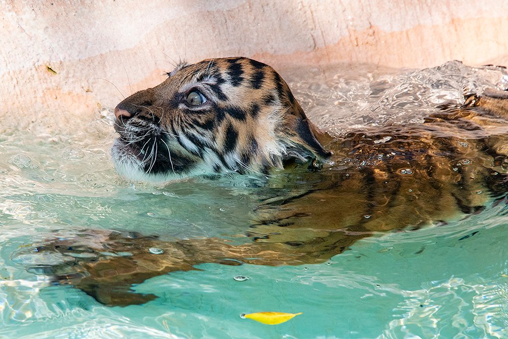 ¡Qué hermoso! Cría de tigre pasó prueba de natación con éxito en zoo de Miami