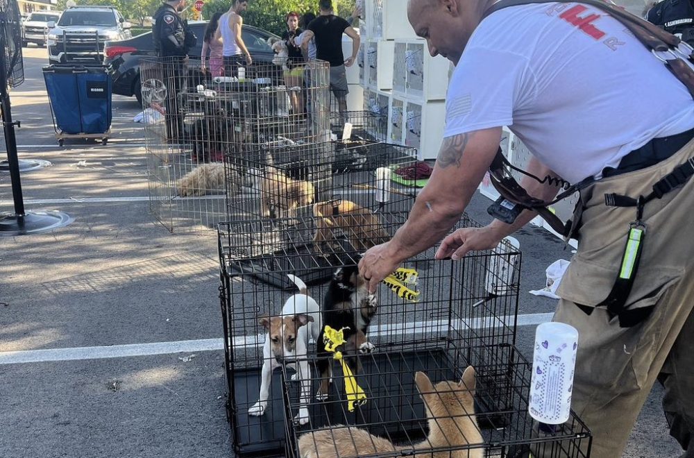 Rescatan a 170 cachorros tras incendio en tienda de mascotas en Pembroke Pines