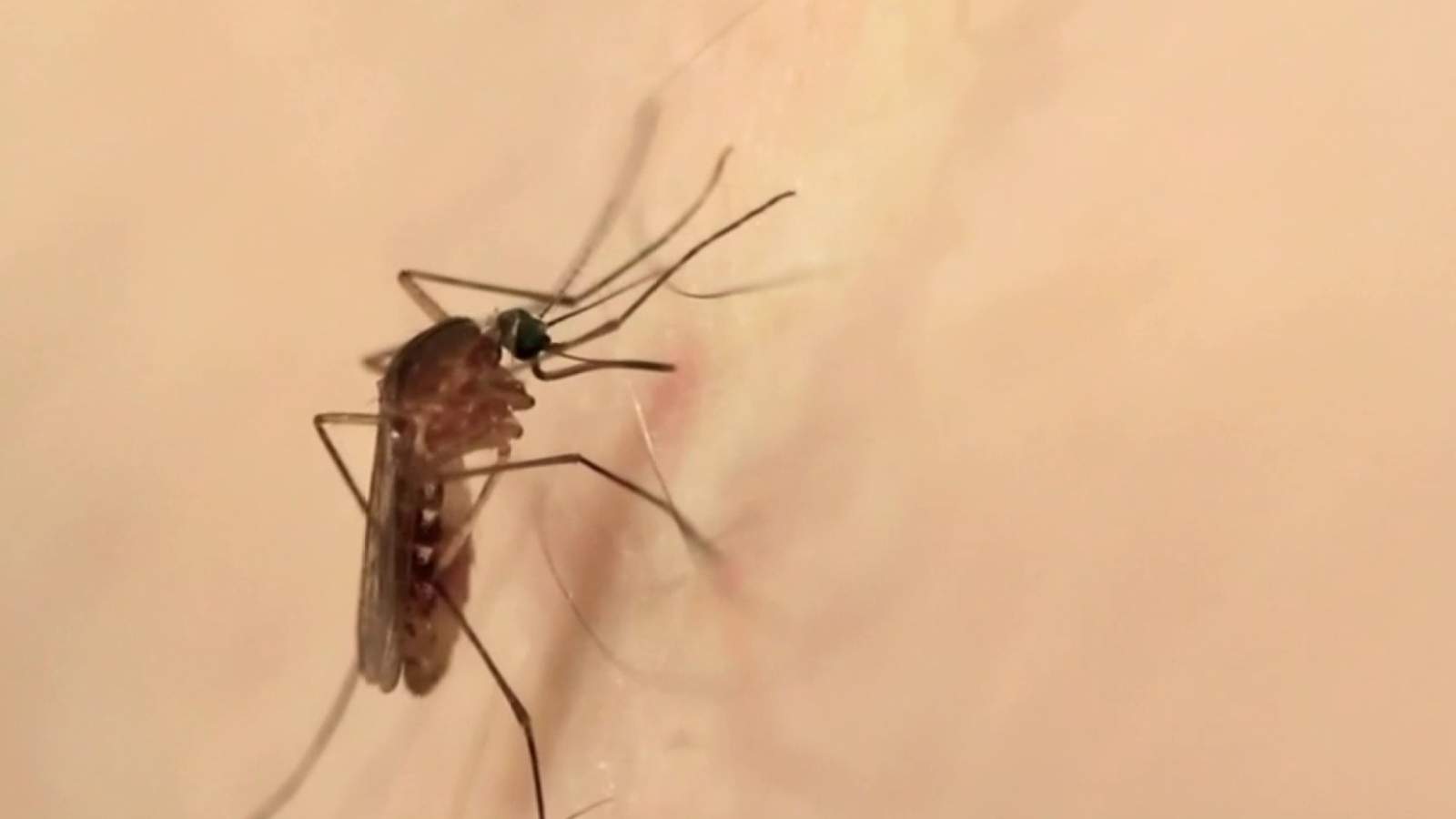 Reportan 18 casos del virus del Nilo Occidental en Miami-Dade