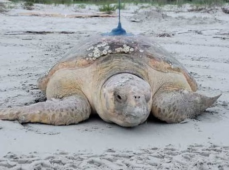 Tortuga marina liberada en los Cayos de Florida se une al Tour de Turtles