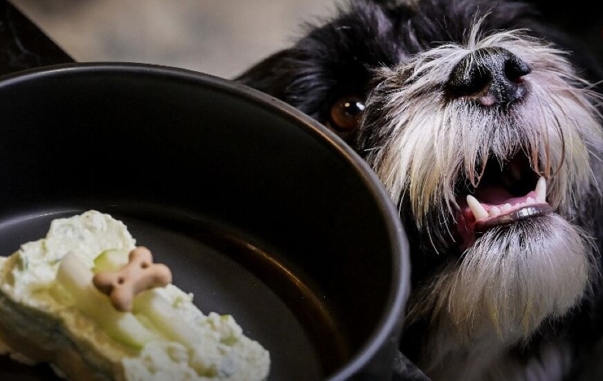Festín para perritos: Así es el primer restaurante canino del mundo