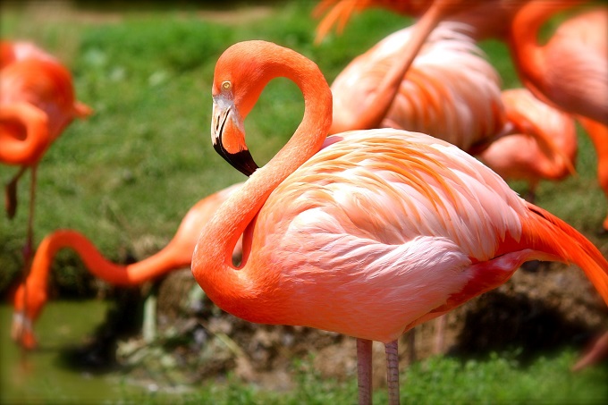 Conservacionistas del Zoológico de Miami buscan reunificar a los Flamencos