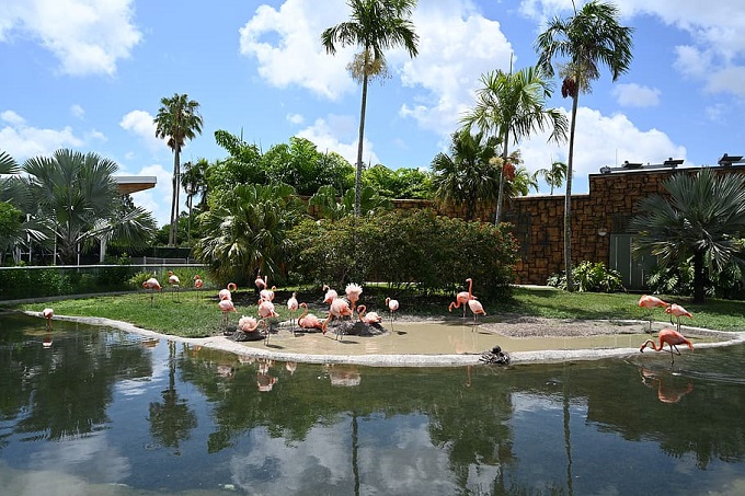 Zoológico de Miami  se comprometió a la conservación de  flamencos
