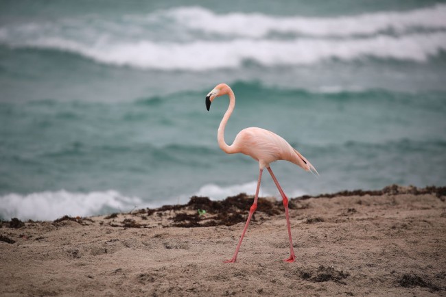 Flamencos rosados vuelven a establecer sus hogares en Florida