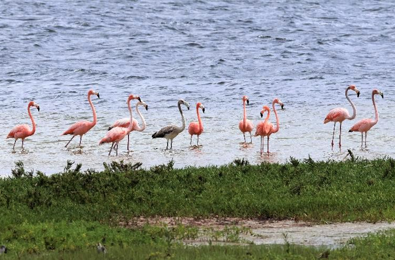Avistan bandada de flamingos en varios condados de Florida: ¿de dónde vienen?
