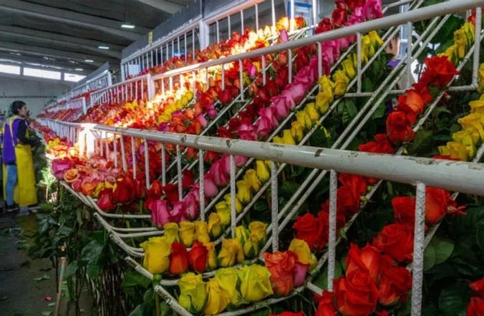 Toneladas de flores llegan a Miami para festejos de San Valentín