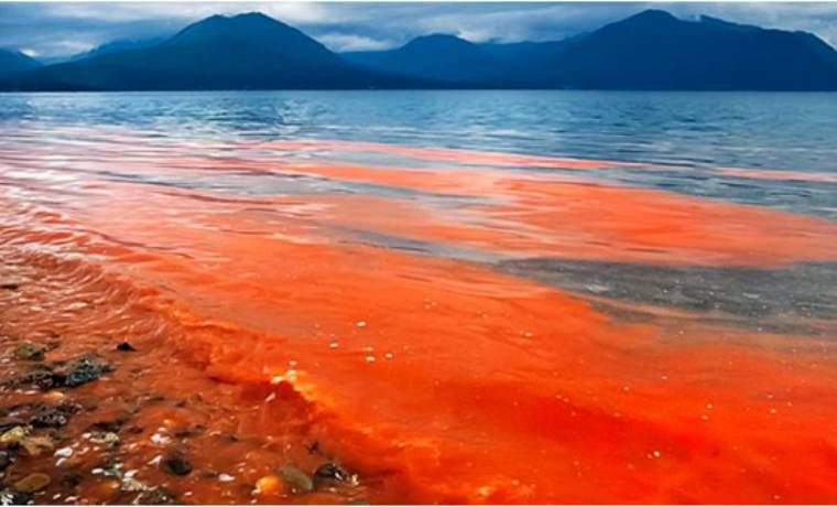 ¿Qué efectos puede causar la “marea roja” que se desplaza por las costas de Florida?