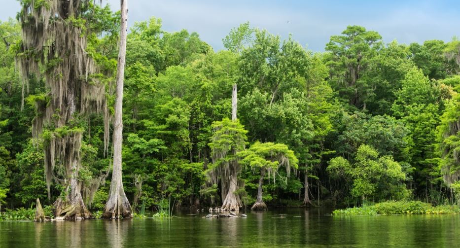DeSantis compró 17.000 acres para el Corredor de Vida Silvestre en Florida