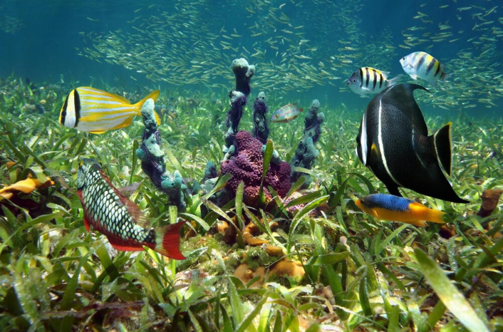 DeSantis bloquea ampliar protección del Santuario Marino de los Cayos de Florida