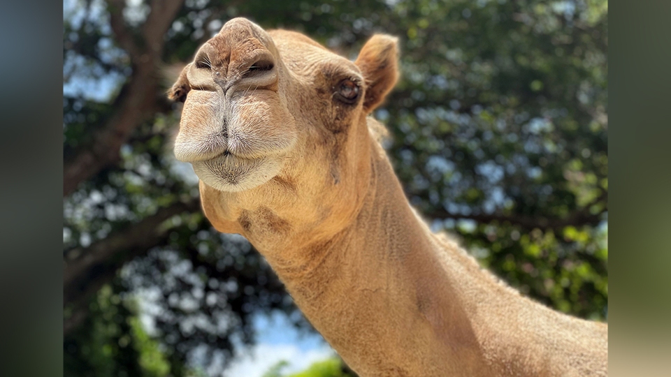 Zoo Miami sacrificó a camello Domedary de 16 años
