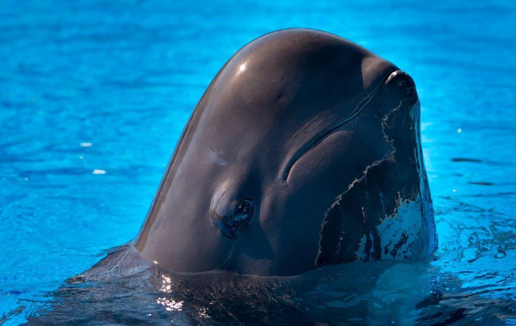 Murió “Fredi”, una ballena rescatada en los Cayos de Florida por SeaWorld