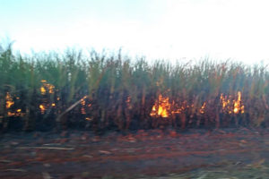 Acusan a trabajadores de sabotaje por incendios en centrales azucareros de Cuba