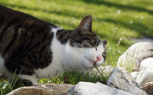 Científicos develan el misterio de por qué los gatos comen hierba