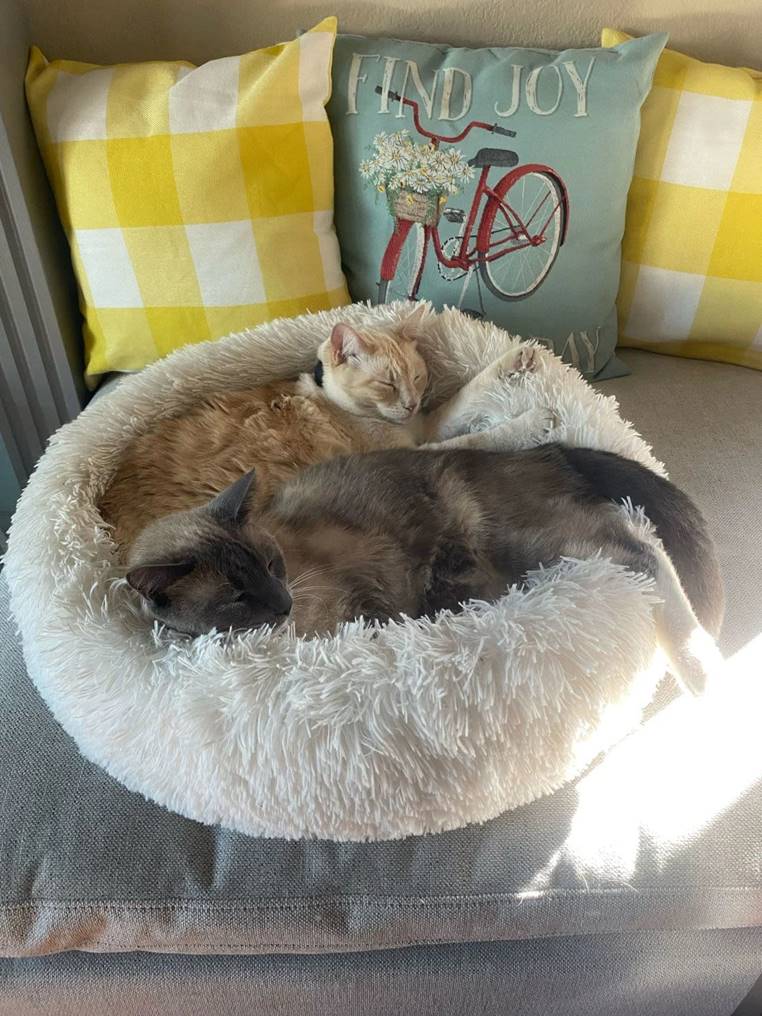 gato