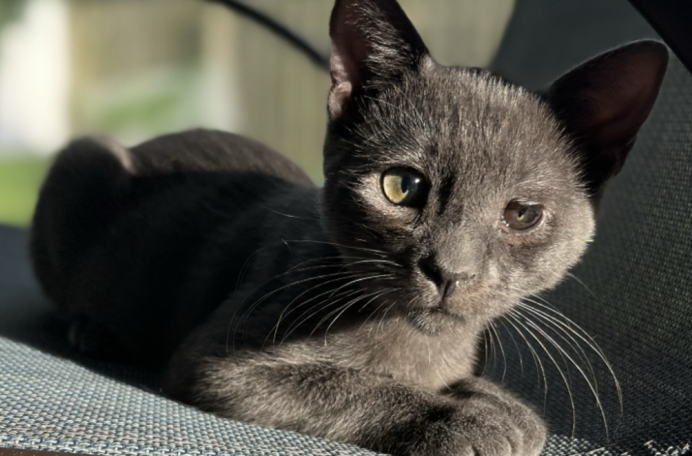 Rescatan a 125 gatos en condiciones extremas en Florida: 107 fueron sacrificados