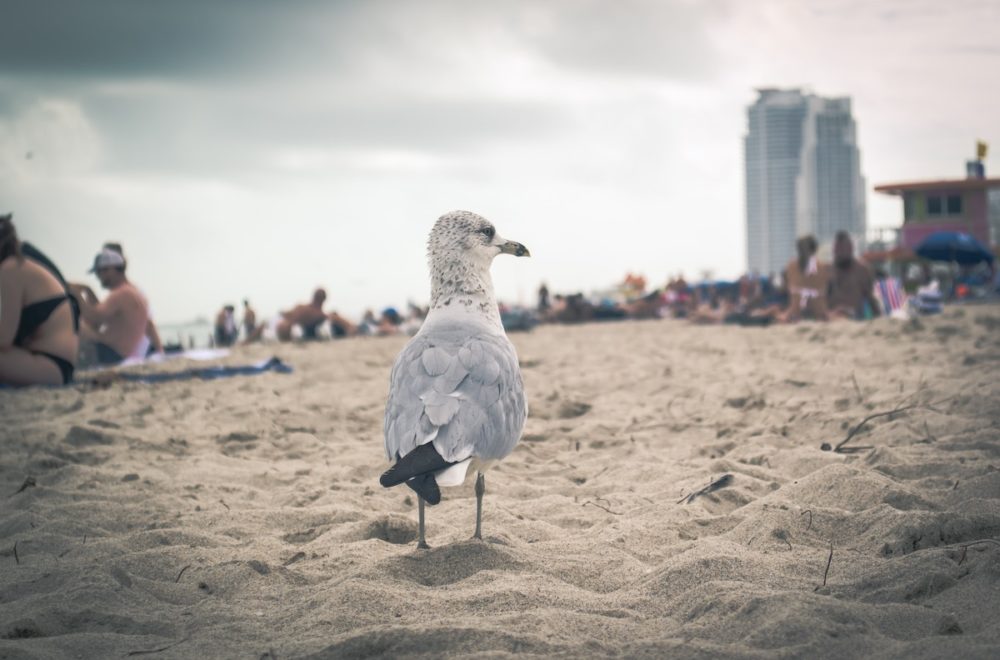 Estudio confirma que las gaviotas nos espían y tienen gustos culinarios particulares