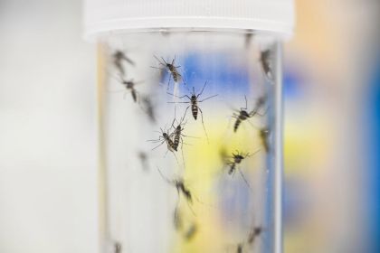 Reportan 3 nuevos casos del virus del Nilo Occidental en el condado de Miami-Dade